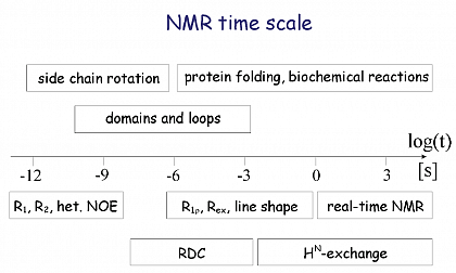 NMR time scale and corresponding dynamics of proteins.