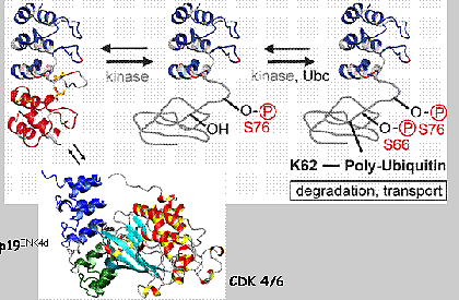 Regulationsmechanismus der Inhibition der CDK4/6 durch P19<sup>INK4d</sup>, dessen wenig stabile ankyrin repeats (grün) durch Phosphorylierung entfalten.