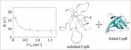 R<sub>2</sub>-Dispersionskurve von Gly 57 des Kälteschockproteins CspB aus <i>B. subtilis</i>. Daraus lassen sich die Faltungsrate (k<sub>f</sub> = 1020 s<sup>-1</sup>) und Entfaltungsrate (k<sub>u</sub> = 12 s<sup>-1</sup>) bestimmen.