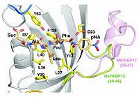 <p align="justify"> Gebundenes Peptid-Substrat an SlyD aus <i> Thermus thermophilus </i> bestimmt über Röntgenstrukturanalyse. </p>