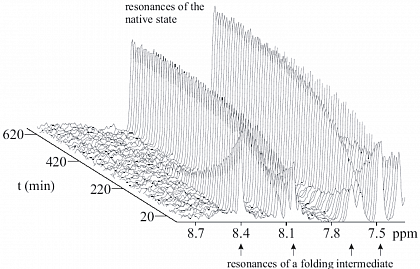 Refolding kinetics of an folding intermediate and the native state of the protein ribonuclease T1.