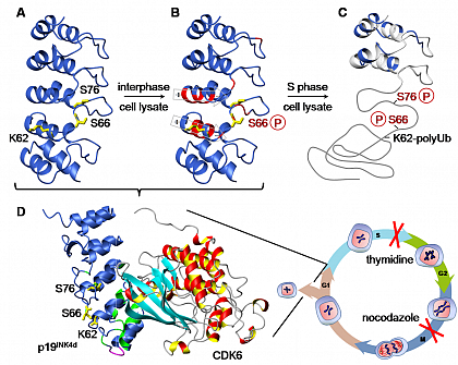 <html>Regulation of CDK inhibitor p19<sup>INK4d</sup> during cell cycle control by phosphorylation.</html>