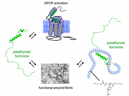 The mainly intrinsically disordered parathyroid hormone, controlling the calcium and phosphate level in blood, forms amyloid fibrils for storage.