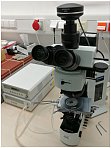 Optical Microscope