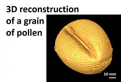 Pollen