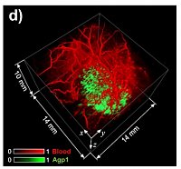 Figure 1. In vivo PA tomography of genetically expressed photoswitchable phytochrome (Agp1) using a Fabry-Prot-based scanner. 3D image of a subcutaneous tumour expressing a Agp1 (green) and the vasculature (red) of the surrounding tissue. 