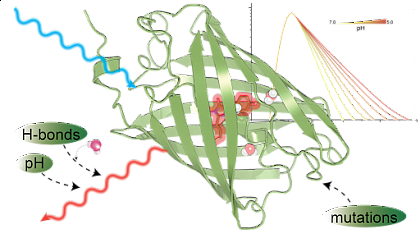 Figure: Targeted mutations enhance fluorescent proteins by 
optimizing chromophore stabilisation, chromophore-water-
interaction and excited-state proton transfer for bright 
sensors with strong pH sensitivity.